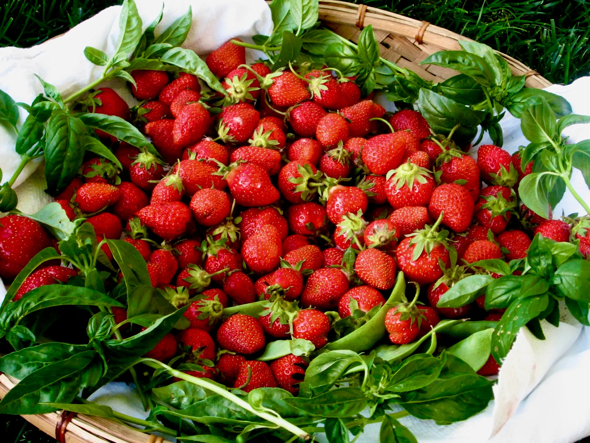 Fresh strawberry harvest with green leaves and stems from the community garden