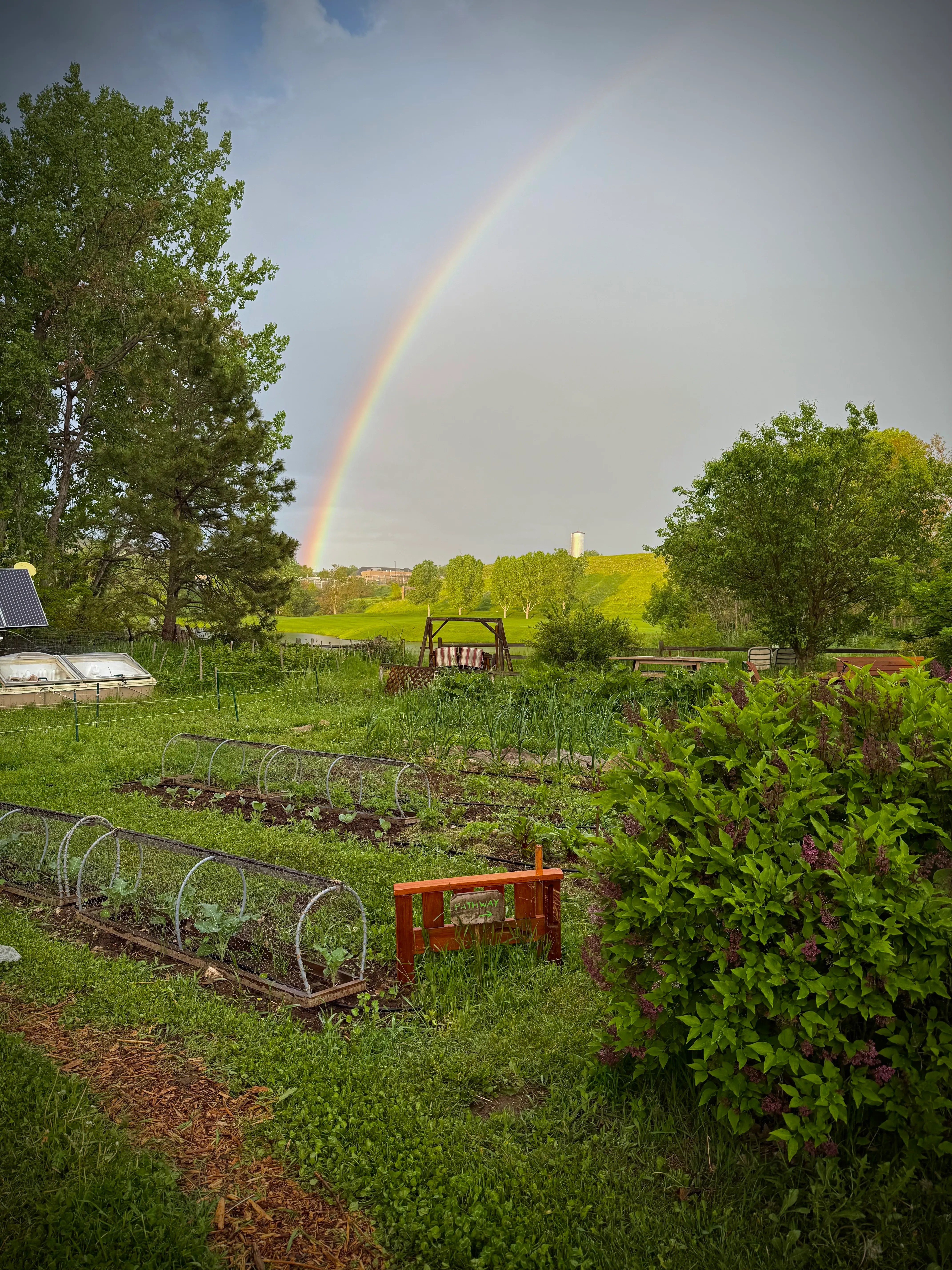 Community garden with raised beds and rainbow arcing over spring landscape