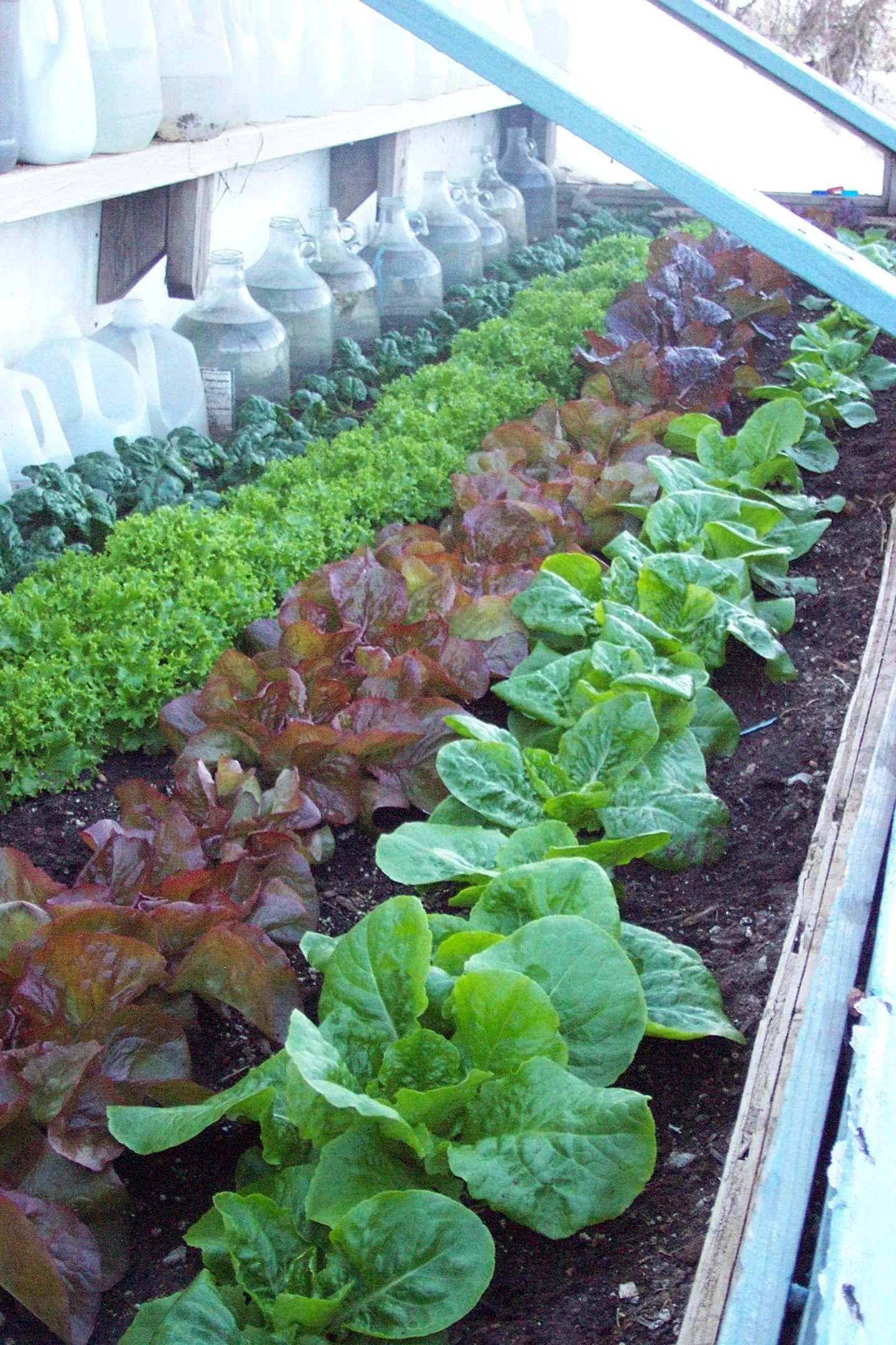 Raised garden beds with leafy greens and lettuce growing in rows