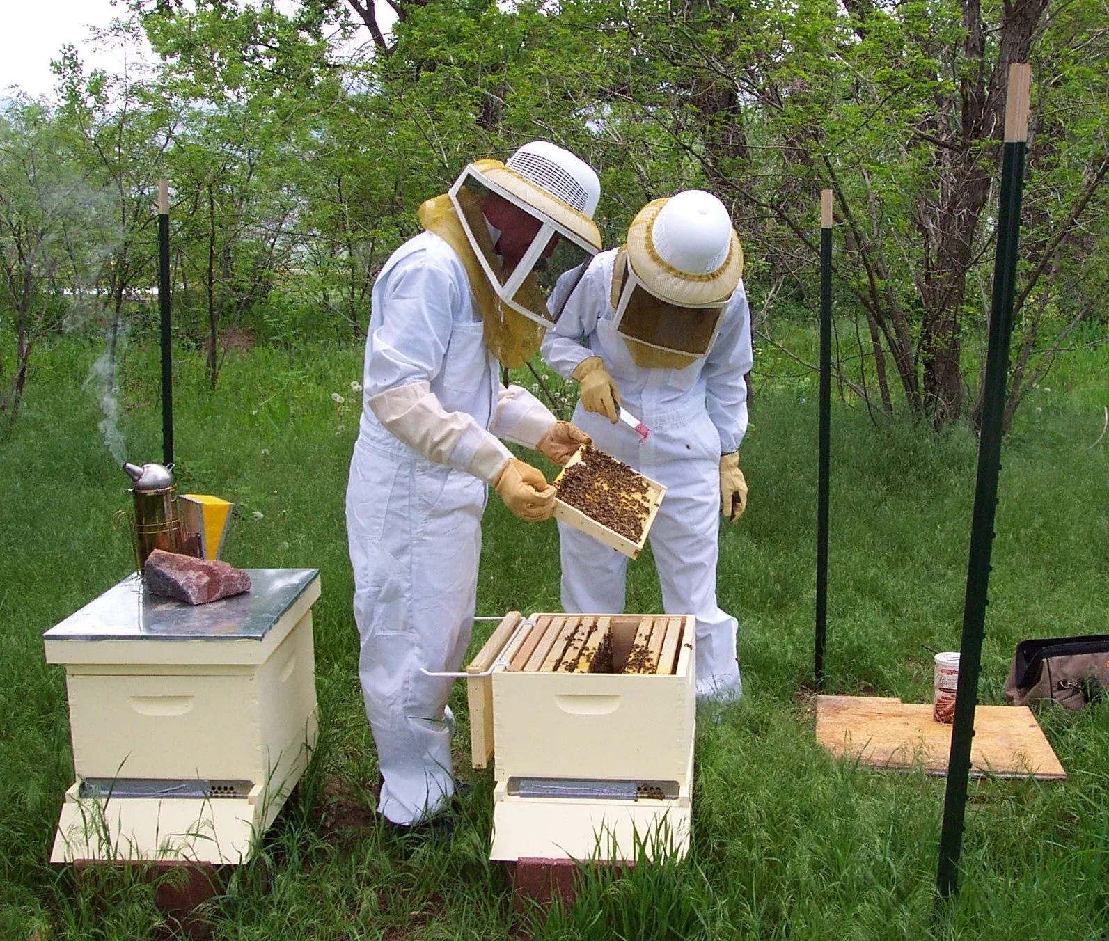 Two residents in protective beekeeping suits tending to community beehives in green outdoor space