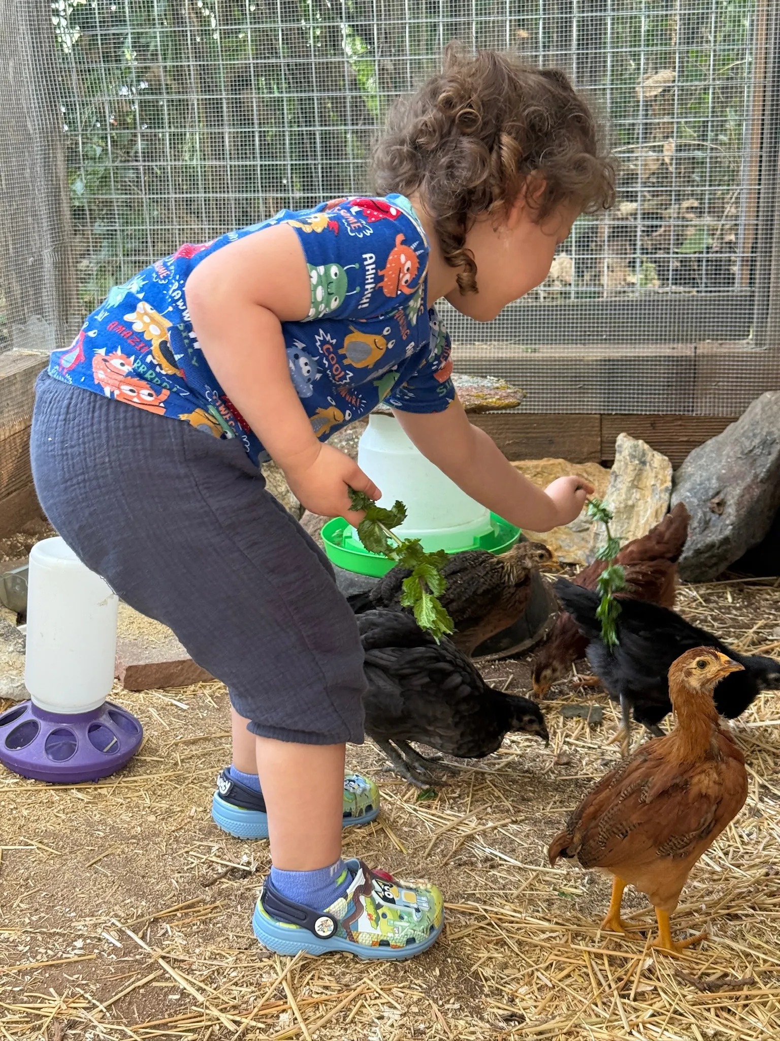 Young child tending to chickens in the community chicken coop